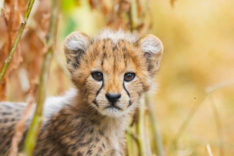 Cheetah (Acinonyx jubatus) youngster, portrait, captive, occurrence Africa