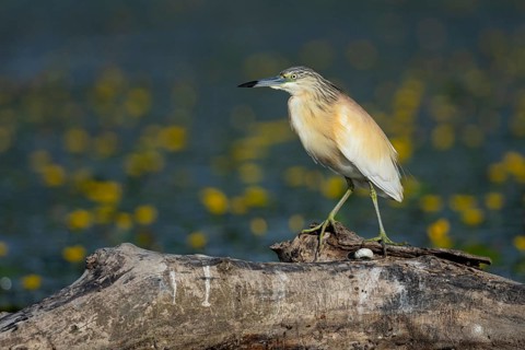 Squacco Heron (Ardeola ralloides) in the fog Hungary