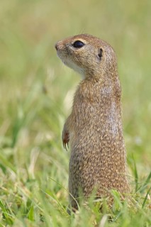 European ground squirrel (Spermophilus citellus) standing upright in a meadow, animal portrait,