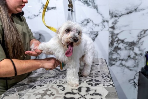 Professional groomer holding the paw of a small white maltese dog with its tongue out on a