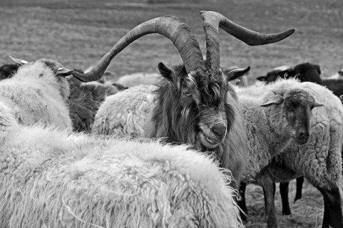 Goat (Capra aegagrus hircus), billy goat in a flock of sheep on the pasture, Kalkberg, black and