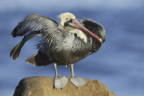 Brown Pelican (Pelecanus occidentalis), California, USA