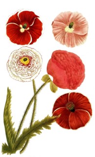 Botany, plants, papaver erraticum, various variants, papaver rhoeas, corn poppy