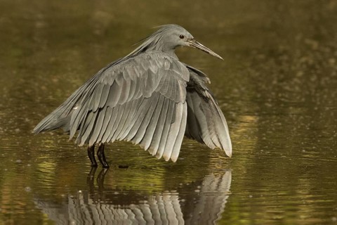Black Heron (Egretta ardesiaca) foraging, Gambia