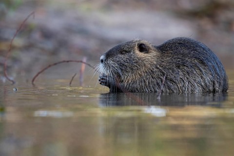 Nutria (Myocastor coypus) in a body of water, Osnabrück, Lower Saxony, Germany