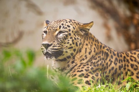Leopard (Panthera pardus) lying in the bushes, captive, distribution africa