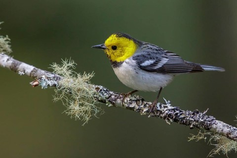 Hermit Warbler (Setophaga occidentalis) perched on a branch in Washington State, USA