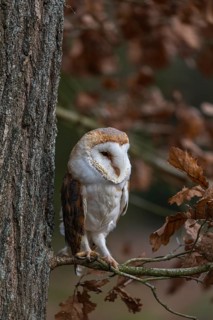 One barn owl (Tyto alba) sitting on a twig of a beech tree with some autumnal coloured leafs