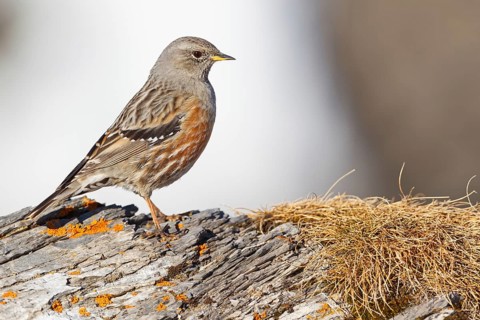 Alpine Accentor (Prunella collaris), Valais, Switzerland