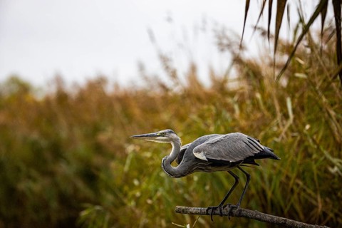 Grey heron (Ardea cinerea) Germany