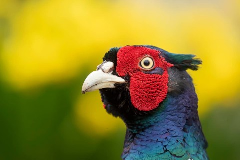 Common pheasant (Phasianus colchicus) adult male game bird head portrait, England, United Kingdom