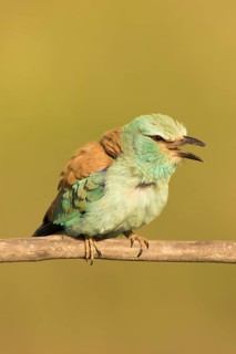 European Roller (Coracias garrulus) female perched on a branch, Serbia