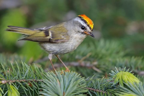 Golden-crowned Kinglet (Regulus satrapa) perched on a branch in Seward, Alaska