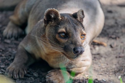 A fossa (Cryptoprocta ferox) rests on the forest floor of a dry forest. Forest habitats in