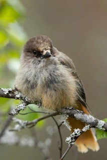 Siberian Jay (Perisoreus infaustus) perched on a branch, Dalarna, Sweden