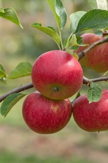 Apple (Malus domestica 'Mammut'), Bayerische Landesanstalt für W, Germany