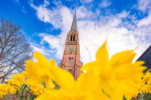 Church tower in sunny weather with yellow flowers in the foreground, Nagold, Calw district, Germany