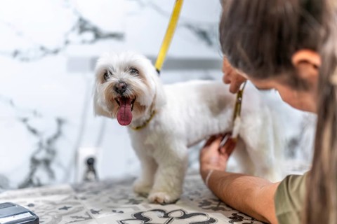 Happy maltese dog enjoying a pampering session, getting a haircut from a professional groomer using