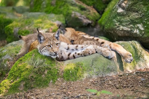 Eurasian lynx (Lynx lynx) mother with her youngsters (cubs) lying on a rock in a forest, Bavaria,
