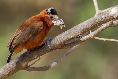 Chestnut Piculet (Picumnus cinnamomeus) perched on a branch in Colombia, South America