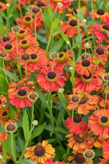 Sunflower (Helenium 'Red Army'), RHS Garden Bridgewater, Great Britain