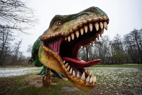 LUBIN, POLAND - JANUARY 15, 2026 - Park Wroclawski. Dramatic wide-angle close-up of a Tyrannosaurus