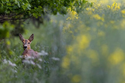 Doe (Capreolus capreolus) grazing at the edge of a forest, at the edge of a rape field, forest