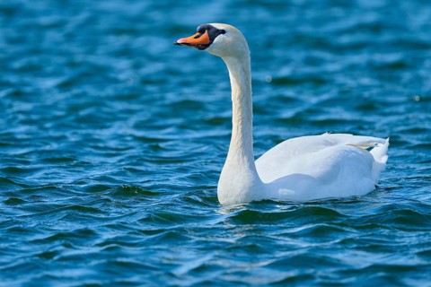 A swan swims majestically over the blue water, mute swan (Cygnus olor), spring, bird island,