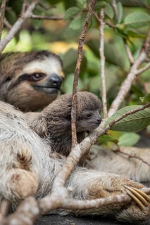 Close up of a cute baby three-toed sloth (Bradypus variegatus) resting on its mother's belly.