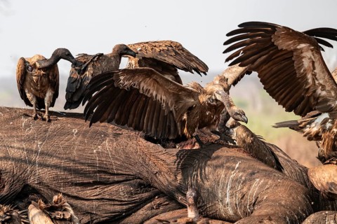 Many white-backed vultures (Gyps africanus), vultures feeding on the carcass of an elephant,