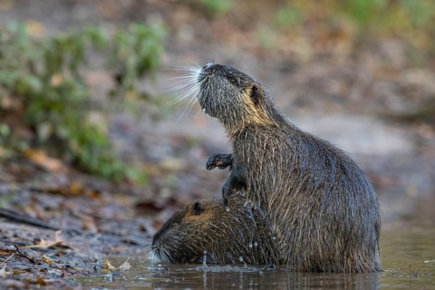 Nutria (Myocastor coypus) in a body of water, Osnabrück, Lower Saxony, Germany