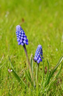 Grape hyacinth (Muscari), blue flower, close-up, early bloomer, spring, North Rhine-Westphalia,