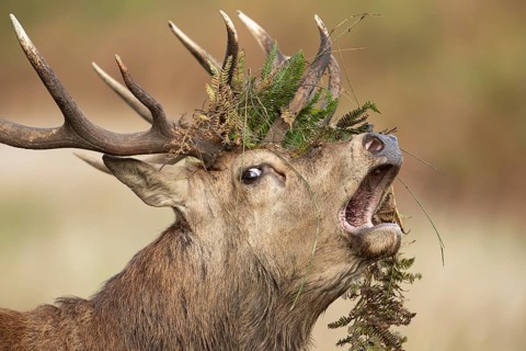 Red deer (Cervus elaphus) adult male stag animal roaring with its mouth open during the rutting