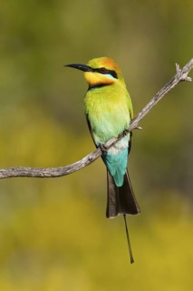 Rainbow Bee-eater (Merops ornatus), Queensland, Australia