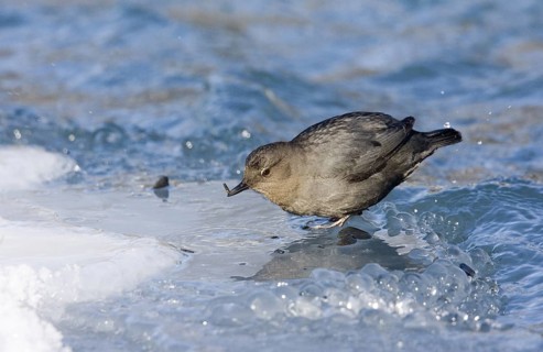 American Dipper Cinclus mexicanus Soldatna, Kenai Peninsula, ALASKA, USA March Adult with prey item
