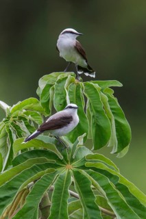 Masked Water Tyrant (Fluvicola nengeta) perched on a branch in the Atlantic rainforest of southeast