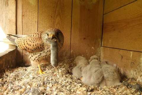 Common Kestrel (Falco tinnunculus) female feeds chicks, Lower Saxony, Germany