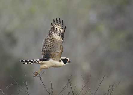 Laughing Falcon (Herpetotheres cachinnans) flying, Manabi, Ecuador
