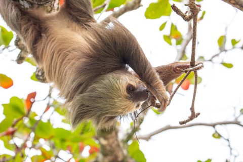 Male two toed sloth (Choloepus didactylus) hanging upside down and climbing on almond tree. Beach,