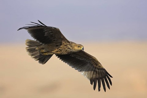 Eastern Imperial Eagle (Aquila heliaca) flying, Oman