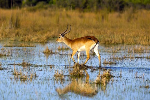Red hartebeest, Africa, Botswana, (Kobus leche), Okovango Delta