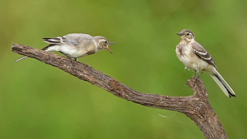 White Wagtail (Motacilla alba) juveniles perched on a branch, Saxony-Anhalt, Germany