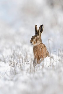 European Hare (Lepus europaeus) adult in snow covered field, North Rhine-Westphalia, Germany