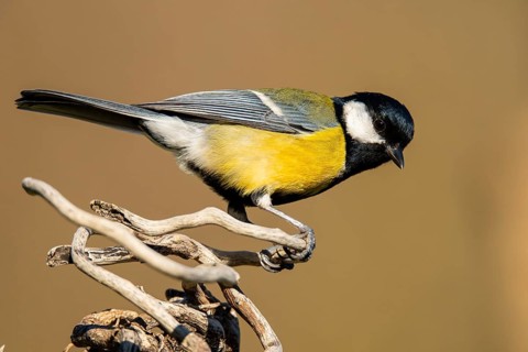 A vibrant Great Tit, Parus major, rests gracefully on a piece of twisted driftwood against a soft
