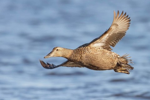 Common Eider (Somateria mollissima) flying over the Hudson's Bay in Churchill, Manitoba Canada