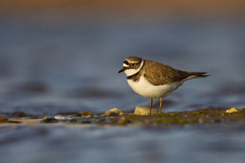 Little Ringed Plover (Charadrius dubius) female foraging, North Rhine-Westphalia, Germany