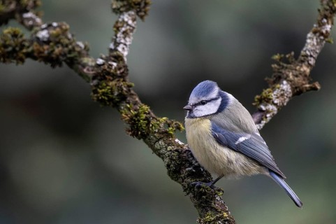 Blue tit (Parus caerulea), Emsland, Lower Saxony, Germany