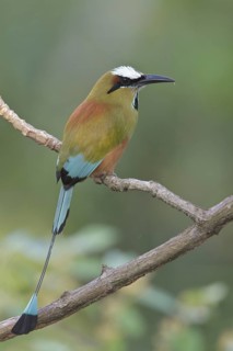 Turquoise-browed Motmot (Eumomota superciliosa) perched on a branch in Costa Rica, Central America