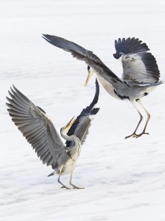 Grey Heron (Ardea cinerea) flying, Berlin, Germany