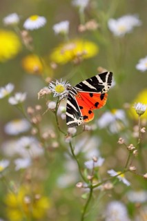 Jersey tiger or Spanish flag (Euplagia quadripunctaria), on annual fine ray, annual ray, fine ray,